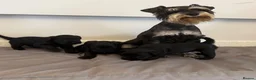 Miniature Schnauzer dogs for sale: Beauiful miniature schnauzer puppies available  - Advert 1