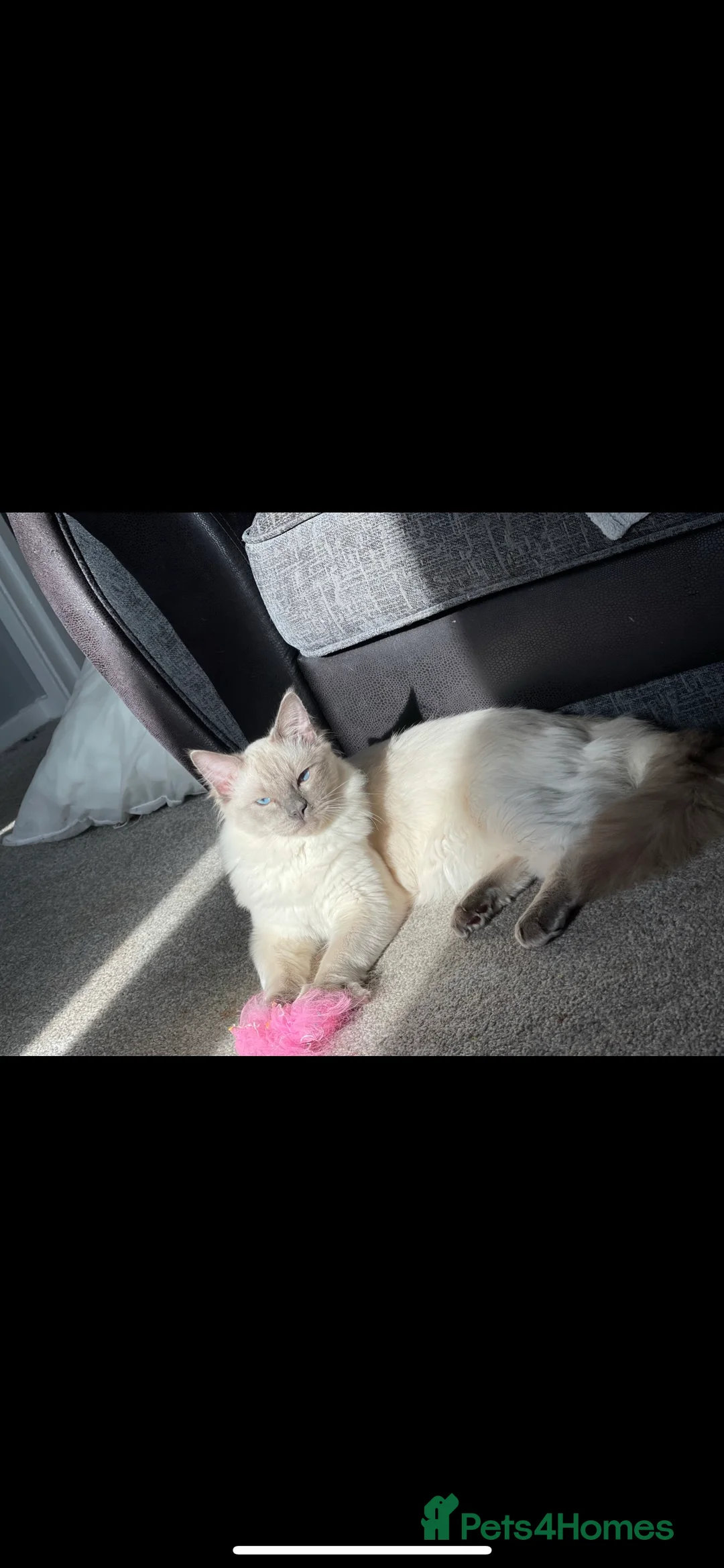 Ragdoll cats for stud: PROVEN LARGE STUD BIG LITTERS in Batley - Advert 4