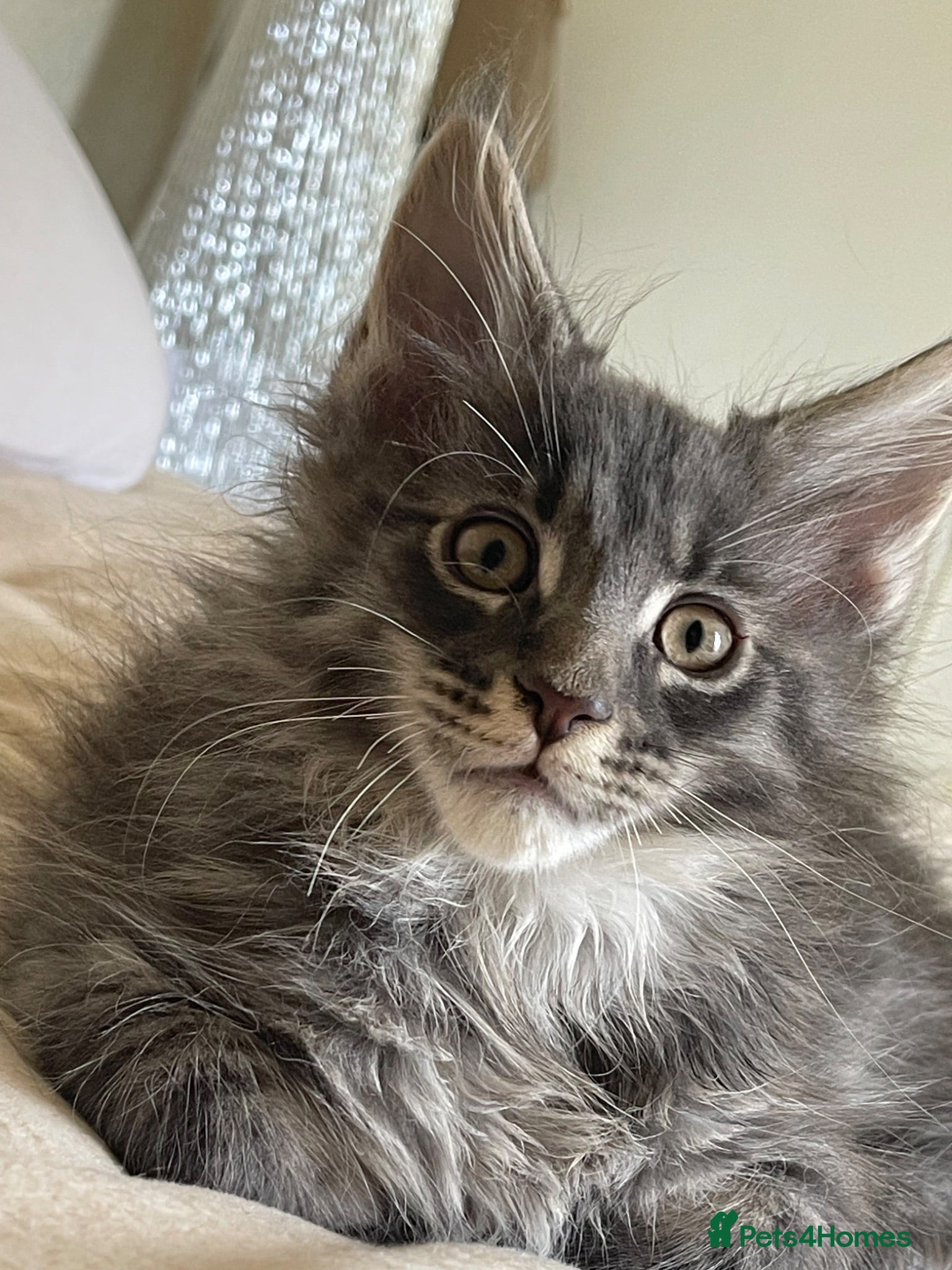 Maine Coon cats Maine Coon boy  - Advert 10