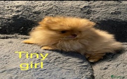 Pomeranian dogs for sale: 3 outstanding Pomeranian puppies  - Image 1