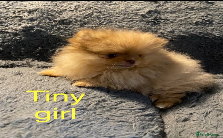 Pomeranian dogs - Advert 2