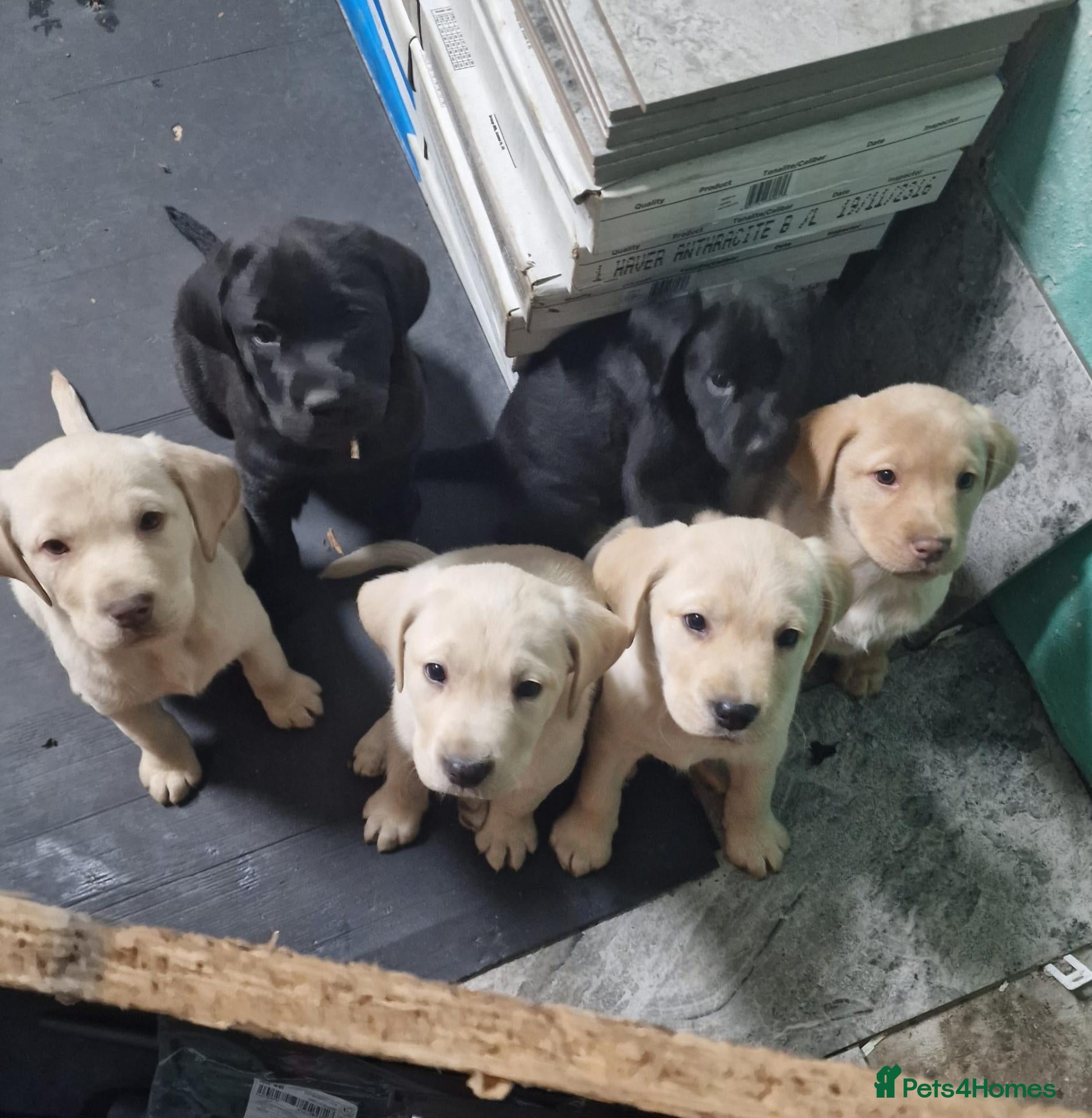 Labrador Retriever dogs for sale: 10 beautiful pedigree labrador pups - Advert 1