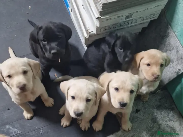 Labrador Retriever dogs for sale: 10 beautiful pedigree labrador pups - Advert 1