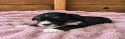 Bordoodle dogs for sale: Beautiful Merle Bordoodle puppies  - Advert 4