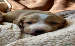 Cockerdor dogs for sale: Beautiful Deep Dark Red Cockerdors DNA Clear - Image 6