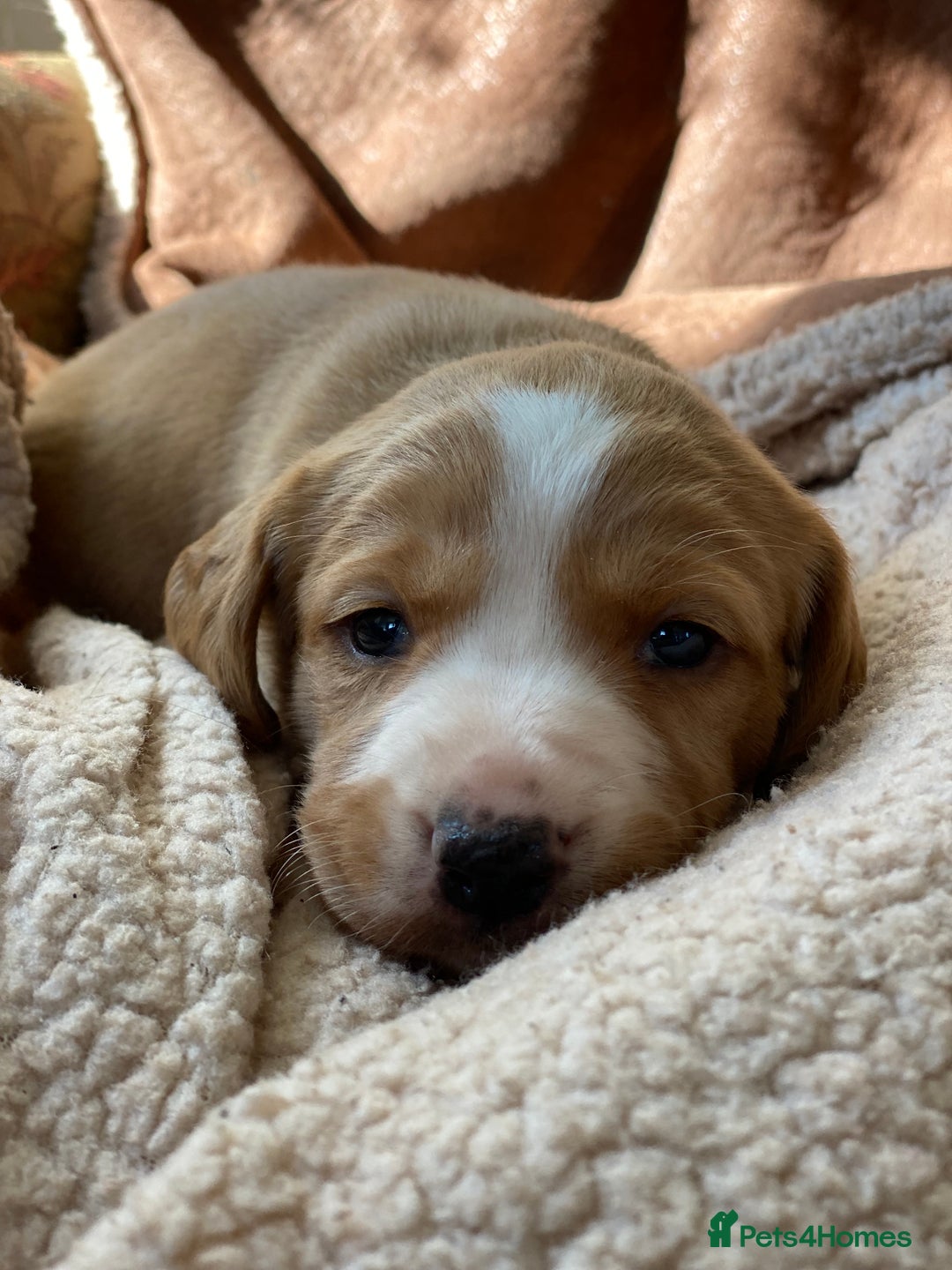 Cockerdor dogs for sale: Beautiful Deep Dark Red Cockerdors DNA Clear - Image 6