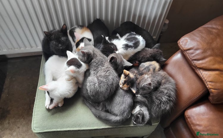 Mixed Breed cats - Advert 13