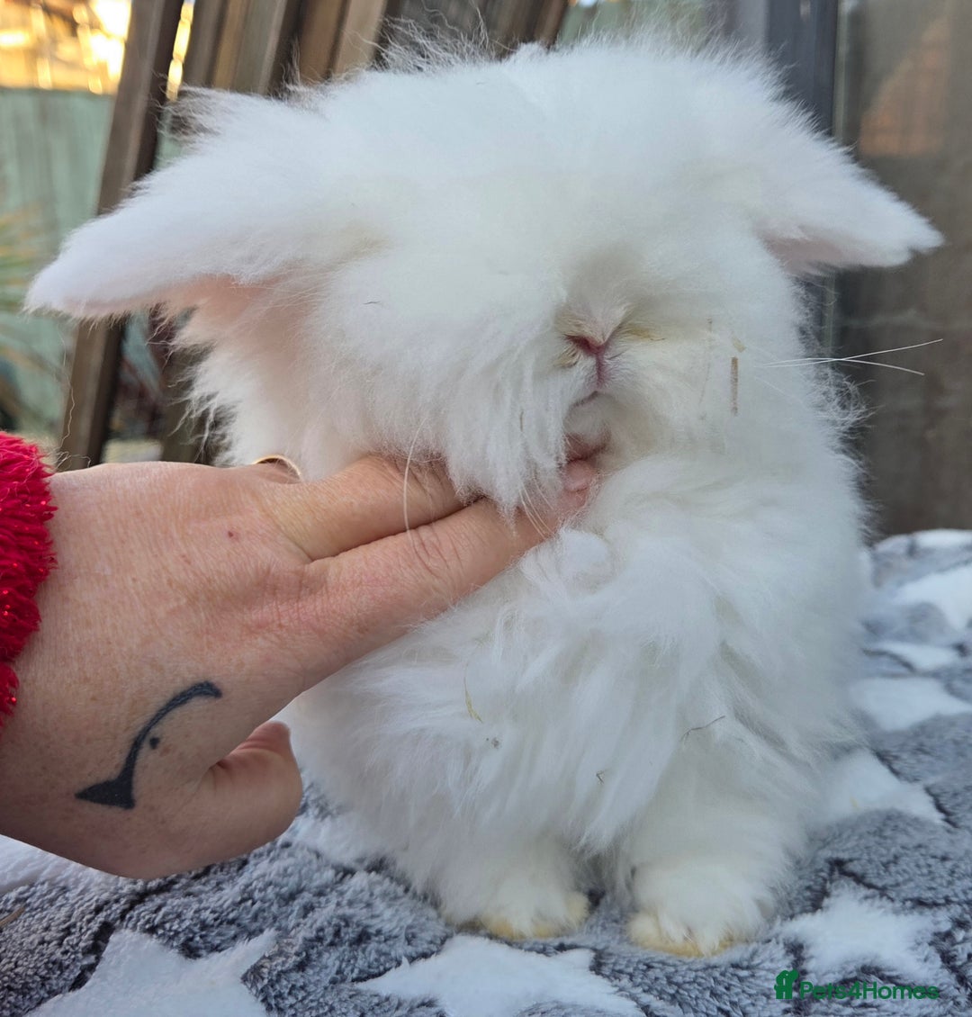 Mini Lion Lop rabbits for sale:  Male teddywidder bunnies  - Advert 33