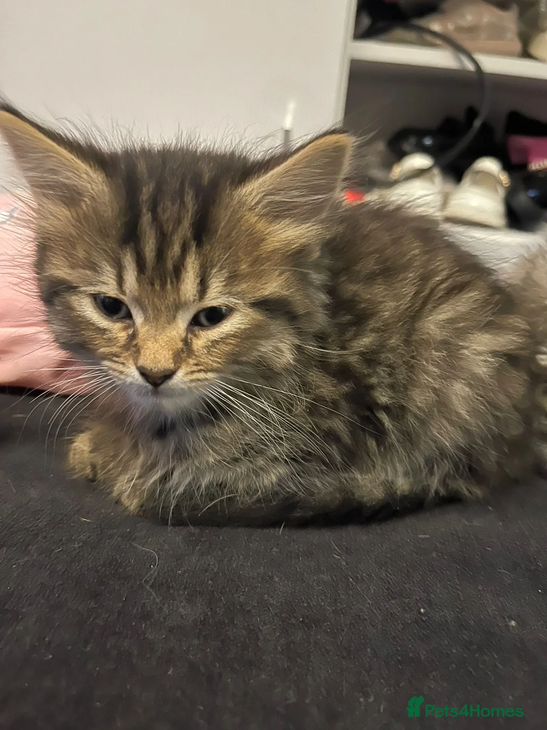Mixed Breed cats for sale: 2 beautiful cats ready to go - Advert 1
