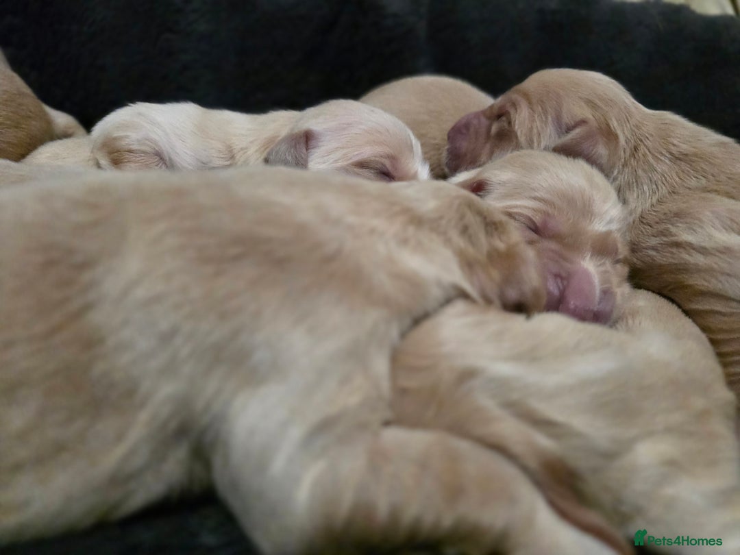 Golden Retriever dogs for sale: Beautiful and Loving Golden Retriever Puppies 🐶  - Advert 2
