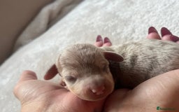 Miniature Dachshund dogs for sale: Beautiful litter of miniature dachshund  - Advert 29