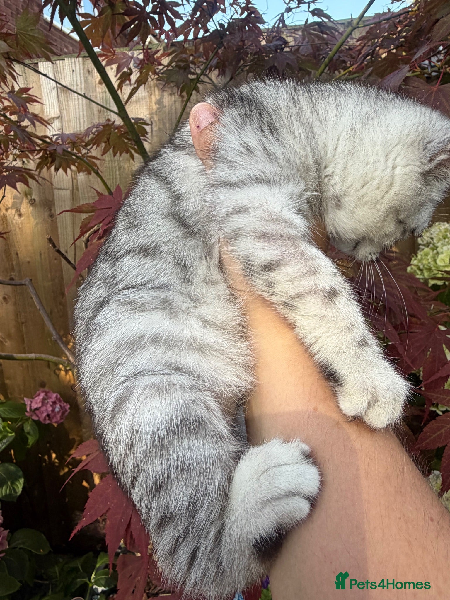 British Shorthair cats Gorgeous Pedigree British Shorthair Kittens  - Advert 1