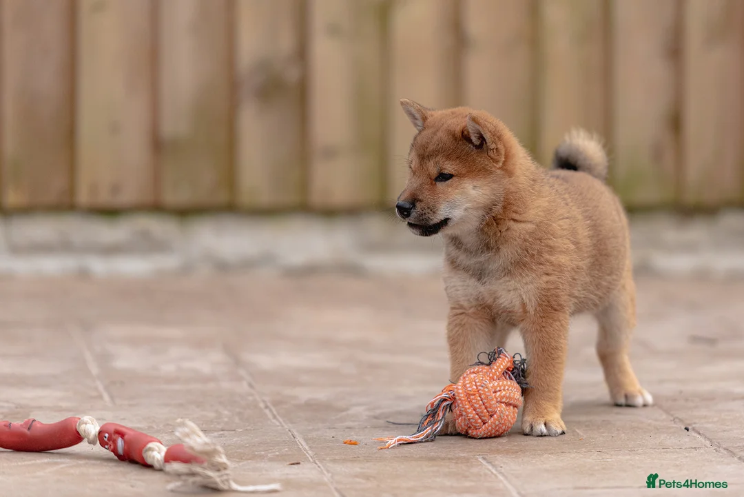 Japanese Shiba Inu dogs for sale: Rare Red Sesame Shiba Inu – Elite Bloodlines - Advert 15