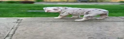 English Bulldog dogs for sale: British Bulldog 5yrs  - Advert 3