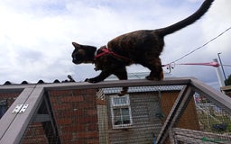 British Shorthair cats for sale: Cat for sale - Image 12