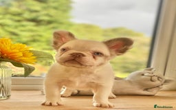 French Bulldog dogs for sale: Unique 3 boys left  - Image 8