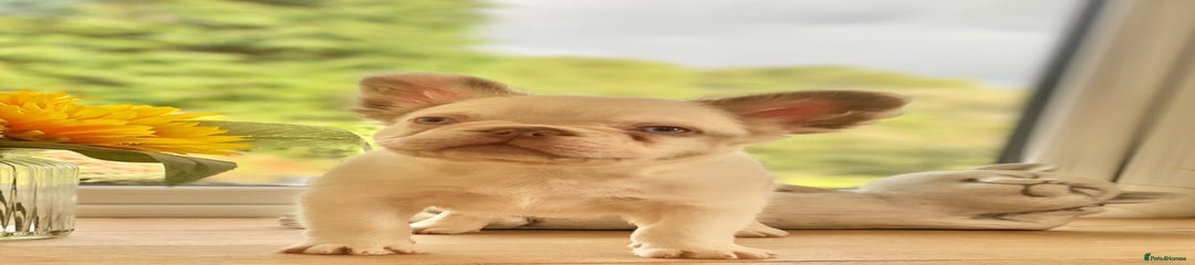 French Bulldog Puppy 6