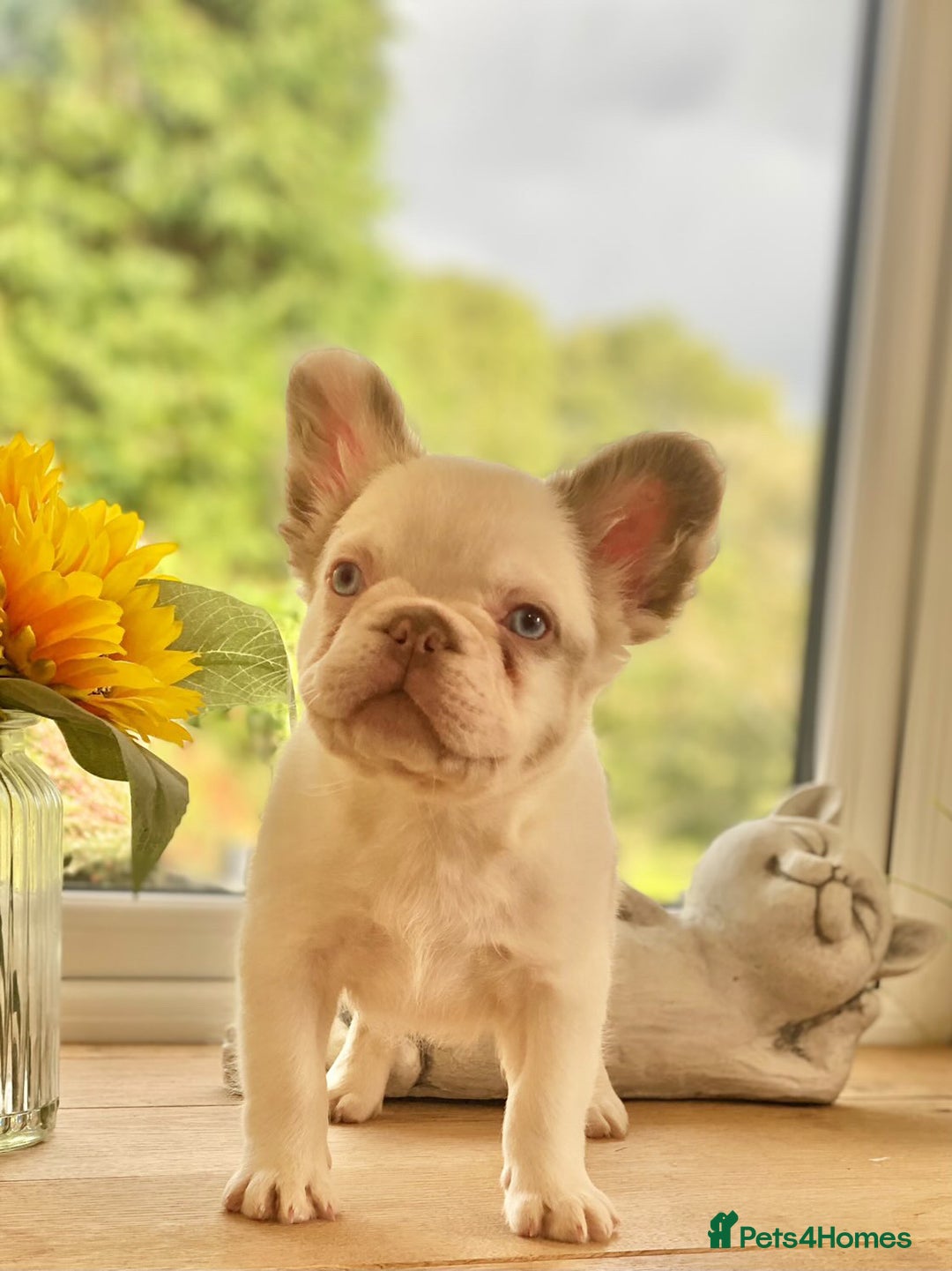 French Bulldog dogs for sale: Unique 3 boys left  - Image 8