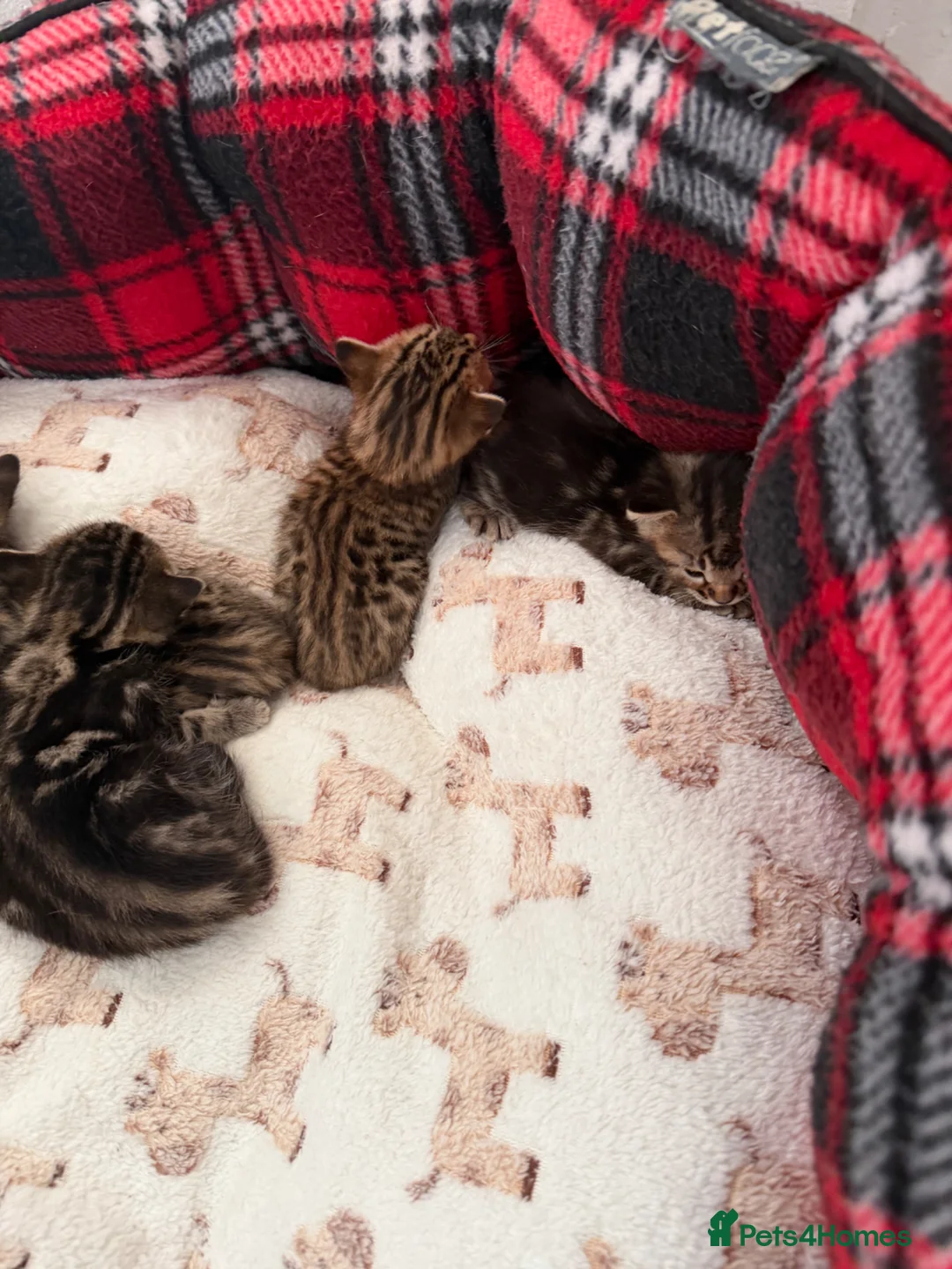 Bengal cats for sale: Bengal kittens Mum is Tica registered Active  - Advert 2