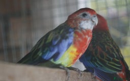 Parrots birds for sale: Rosellas - Image 1