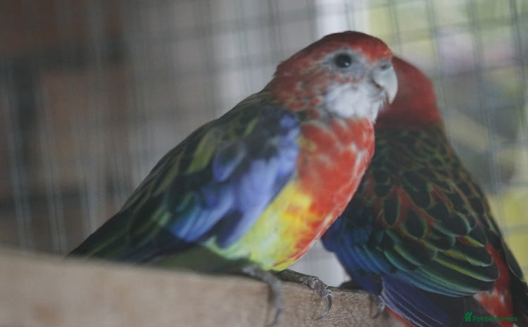Parrots birds - Advert 1