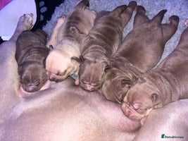 American Bully dogs - Advert 7