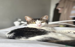 British Shorthair cats for sale: Both together  - Image 13