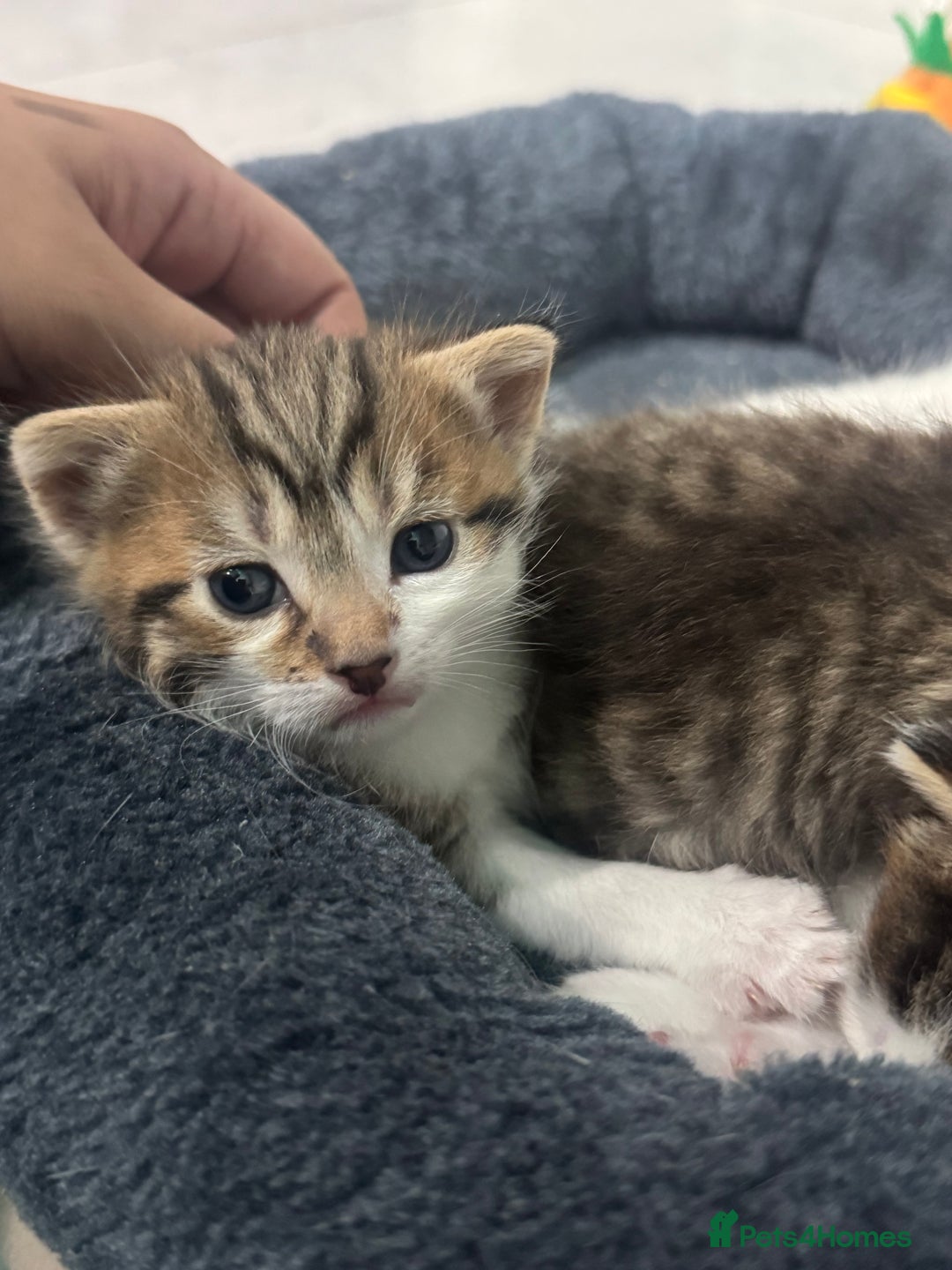 Mixed Breed cats for sale: MIXED TABBY - Image 8