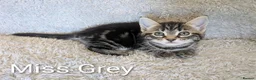 Bengal cats for sale: Snow Bengal Maine coon mixed moggies - Advert 15