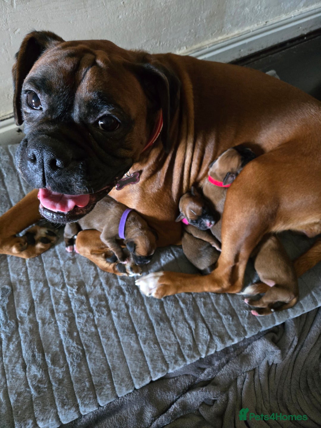Boxer dogs for sale: Gorgeous Red Boxer puppies for sale. - Image 5