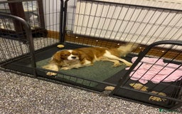 Cavalier King Charles Spaniel dogs for sale: Gorgeous Cavalier King Charles Spaniel Puppies - Image 15