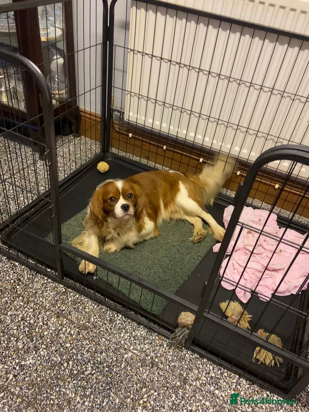 Cavalier King Charles Spaniel dogs for sale: Gorgeous Cavalier King Charles Spaniel Puppies - Image 15