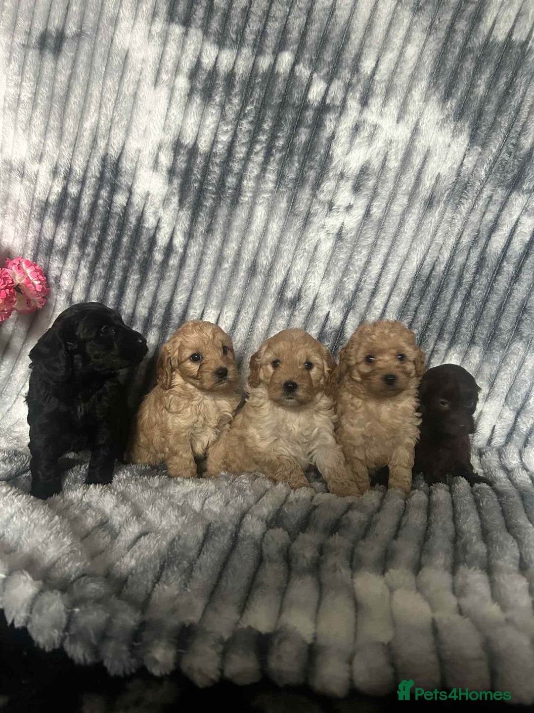 Cockapoo dogs for sale: F1B cockapoos  - Image 6