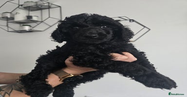 Standard Poodle dogs - Advert 10