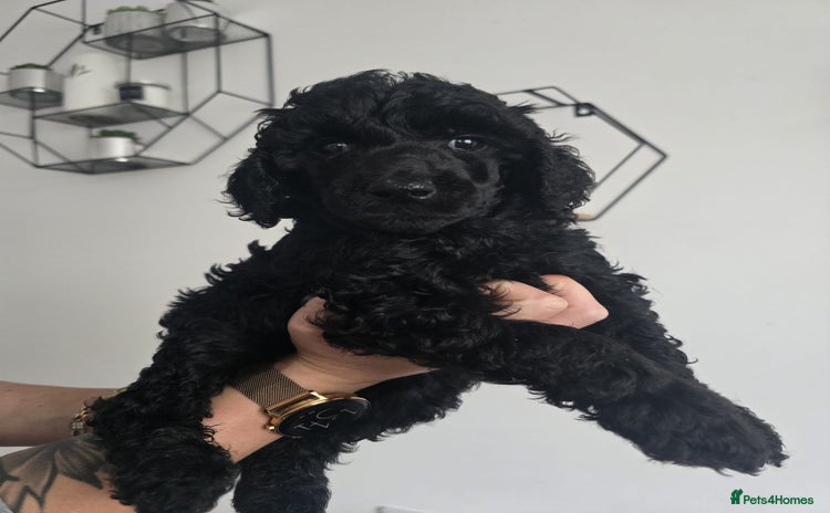 Standard Poodle dogs - Advert 3