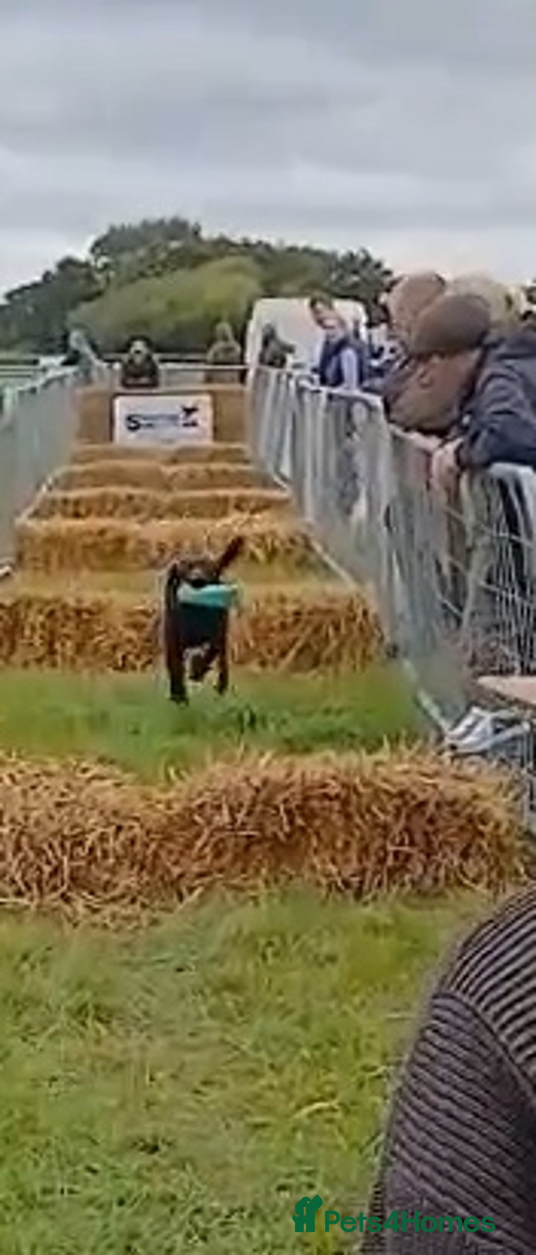 Labrador Retriever dogs for stud: KC Registered working Lab Stud – Proven – Smokie - Advert 19