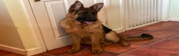 German Shepherd dogs for sale: Outstanding specimen German Shepherd  - Advert 13