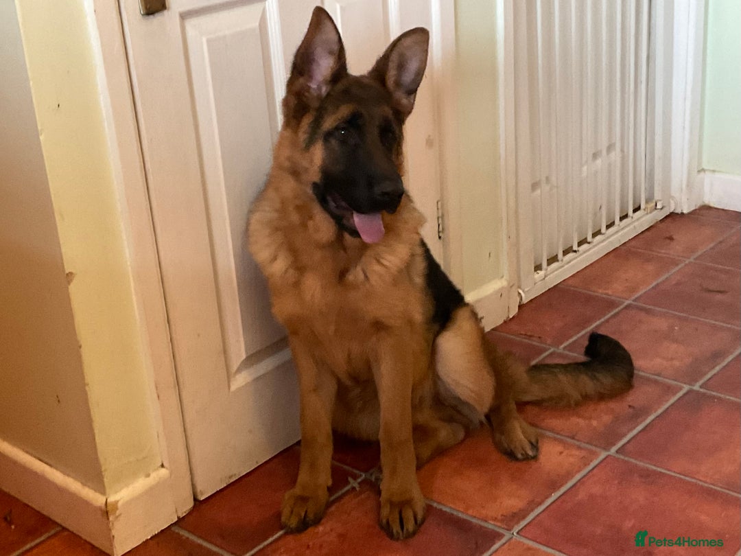 German Shepherd dogs for sale: Outstanding specimen German Shepherd  - Advert 13