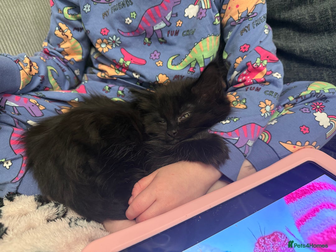 Mixed Breed cats for sale: 3 kittens for sale - Advert 11