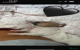 Jack Russell dogs for sale: 5 beautiful jack russel pups  - Image 4