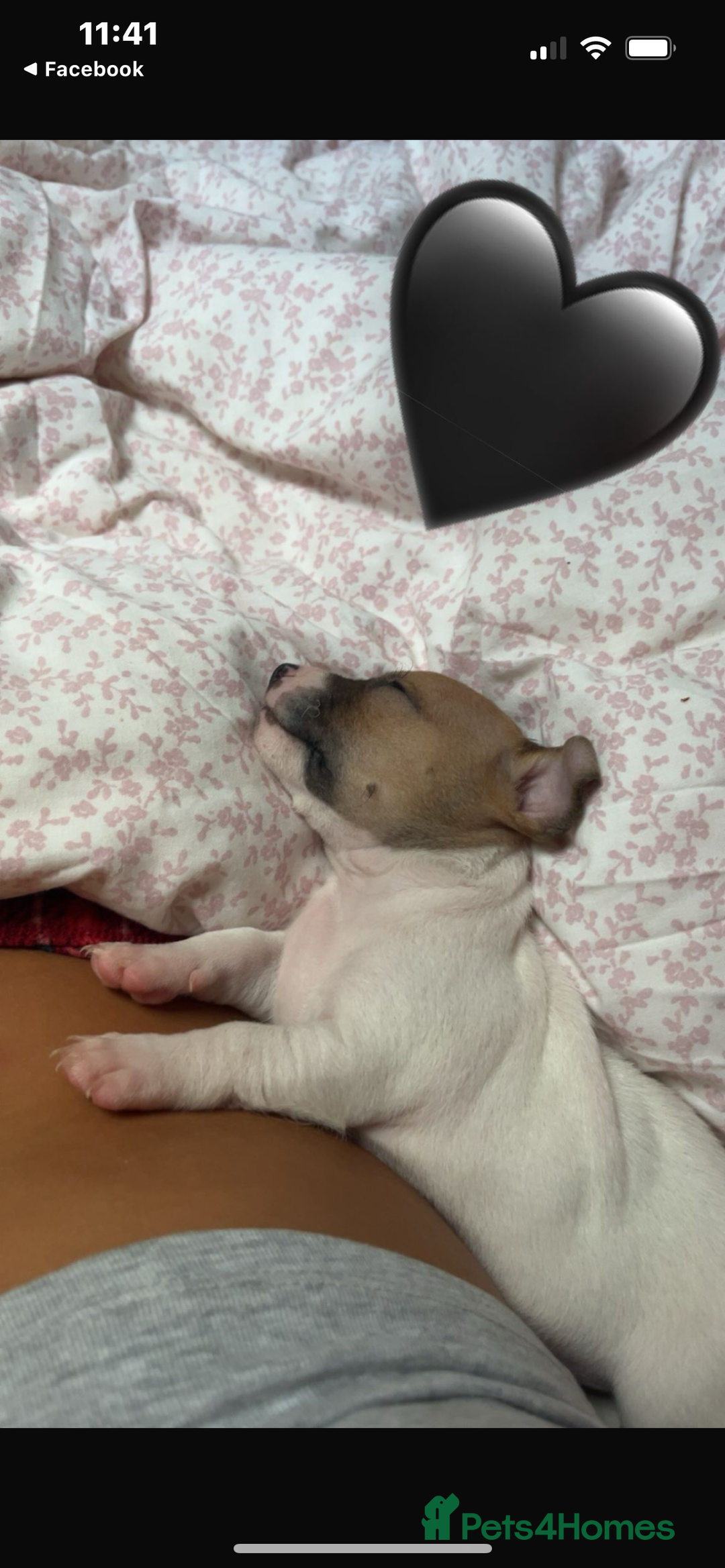 Jack Russell dogs for sale: 5 beautiful jack russel pups  - Image 4