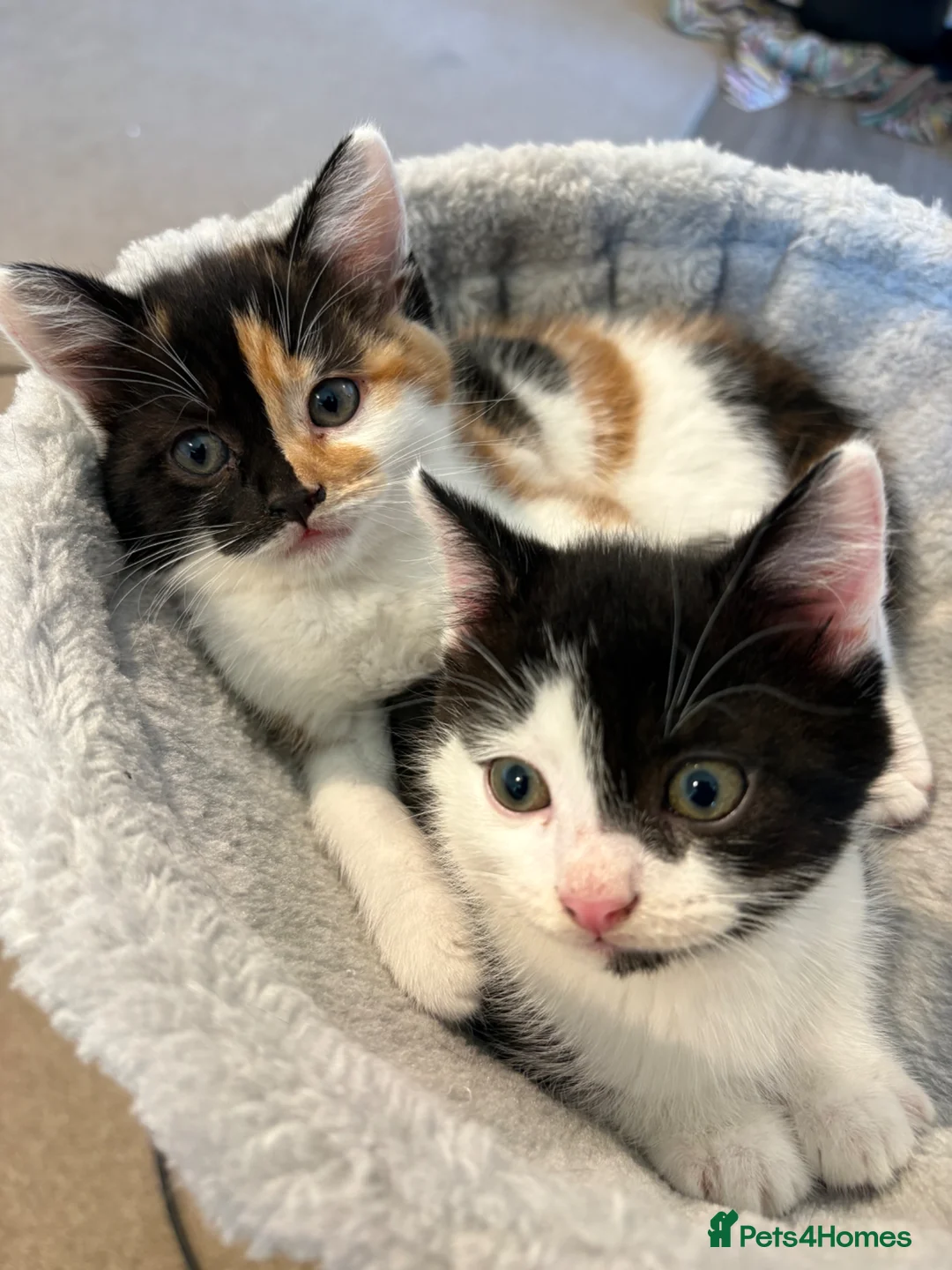 Domestic Shorthair cats for sale: Cute kittens  - Advert 2