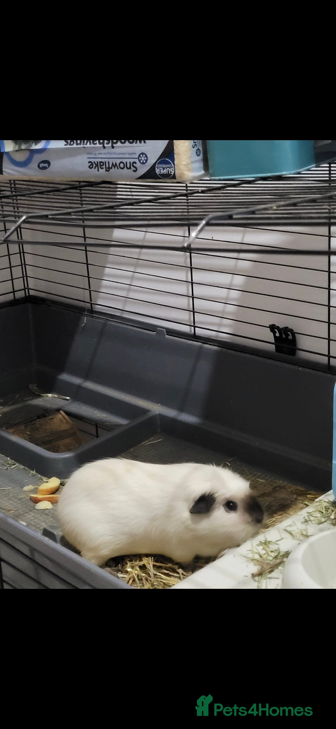 Guinea Pig rodents for sale: Piggies needing a new home - Advert 2