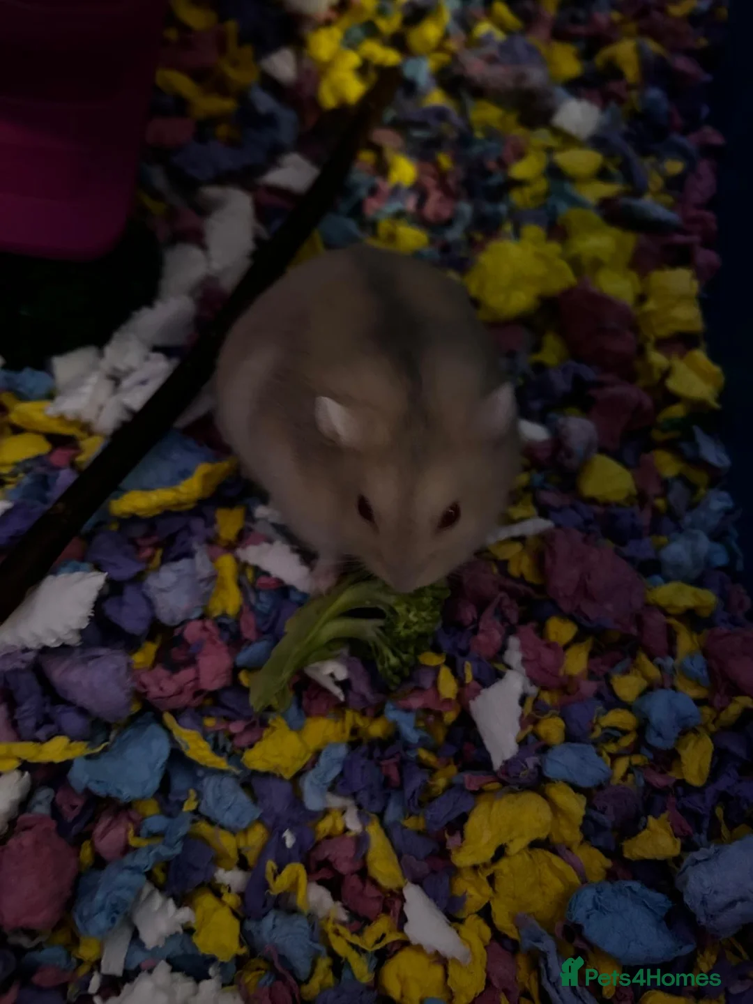 Hamster rodents for sale: Albino Hamster in Coventry - Advert 2