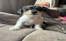 Jack Russell dogs for sale: last little girl - Image 1