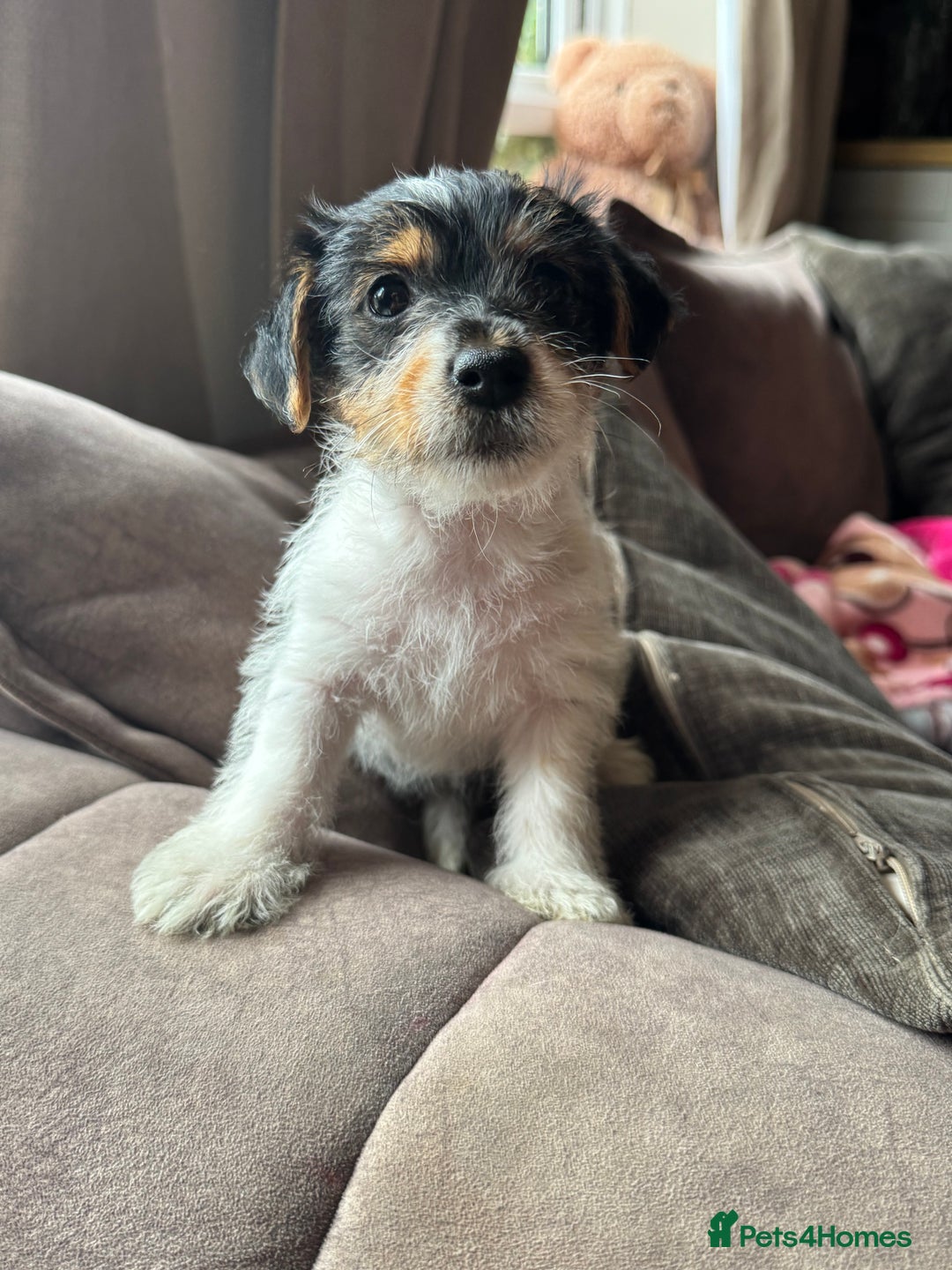 Jack Russell dogs for sale: last little girl - Image 1