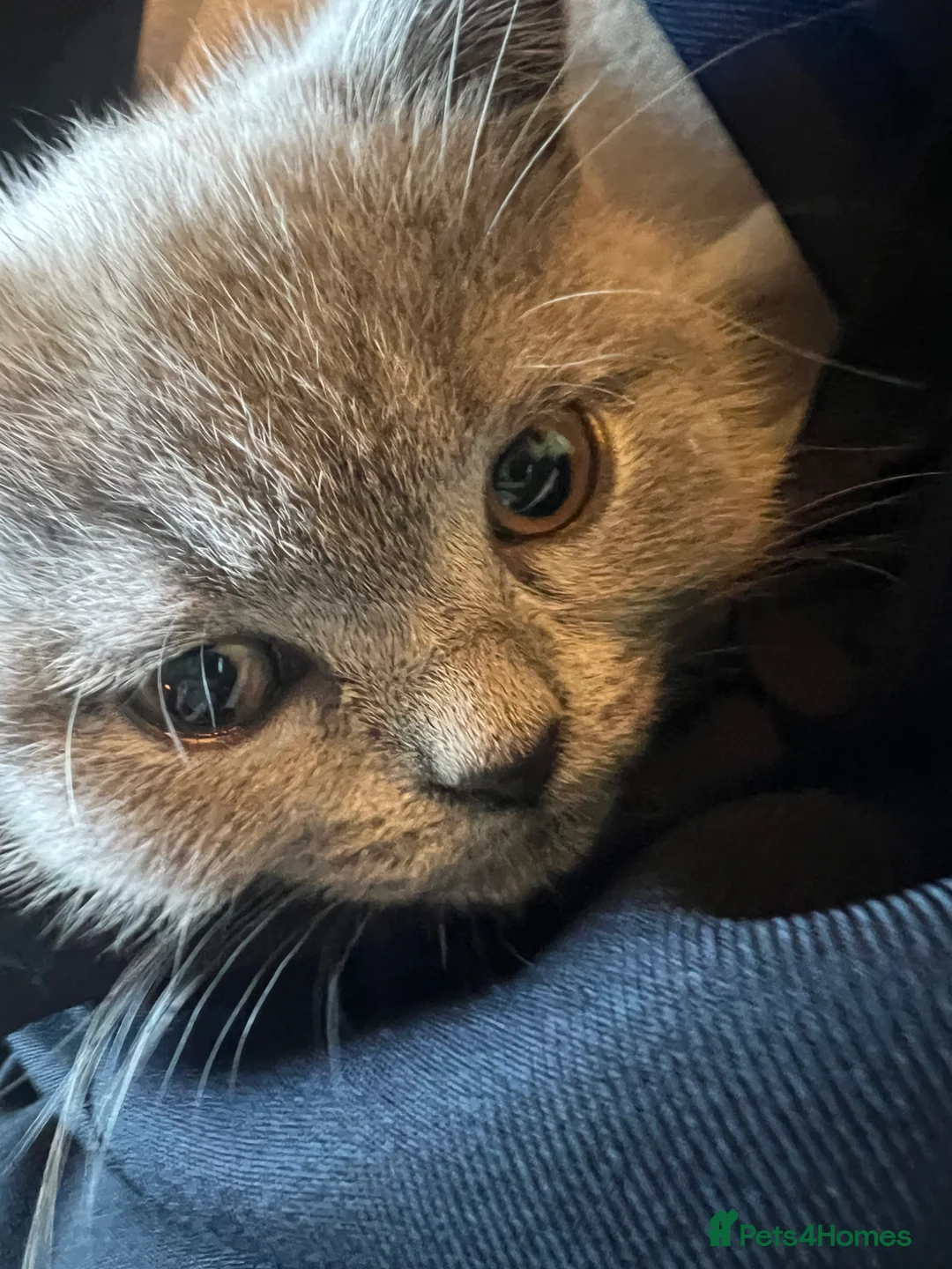 British Shorthair cats for sale: Stunning British Shorthair Blue kittens  in Wantage - Advert 2
