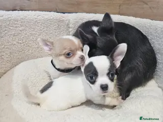 Chihuahua dogs Adorable chihuahua puppies - Advert 1