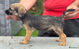 Border Terrier dogs for sale: TOP QUALITY BORDER TERRIER PUPPIES  - Image 6