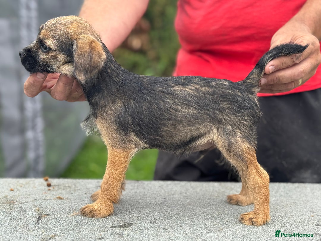 Border Terrier dogs for sale: TOP QUALITY BORDER TERRIER PUPPIES  - Image 6